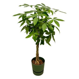 Pachira aquatica inklusive elho Greenville Round grün - 160 cm - Ø30