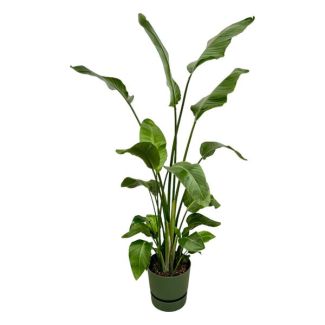 Weißer Paradiesvogelstrauch inklusive elho Greenville Round grün - 180 cm - Ø30
