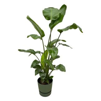 Weißer Paradiesvogelstrauch inklusive elho Greenville Round grün - 160cm - Ø30