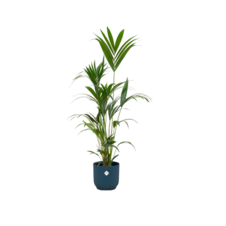 Kombination aus Kentia-Palme und blauer Pflanze, 160 cm hoch, Ø30