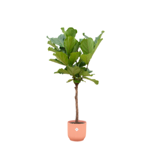 Zimmerpflanze Ficus Lyrata, Feige mit rosa Topf, 160 cm Höhe, Ø30