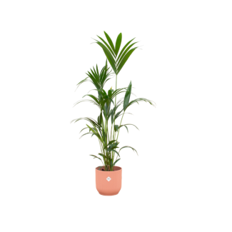 Grüne Kentiapalme für drinnen mit einem rosa Topf, 160 cm hoch, Ø30