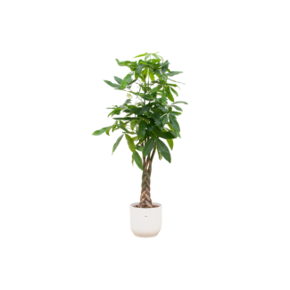 Pachira Aquatica (auch Geldbaum genannt), 160 cm hoch, Ø30, inklusive weißem Topf