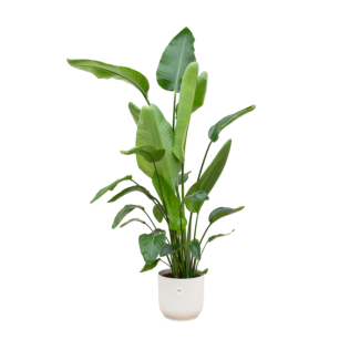 Tropische Zimmerpflanze Strelitzia Nicolai mit weißem Topf, 180 cm hoch, Ø30