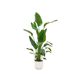 Grüne Zimmerpflanze Paradiesvogelblume (Strelitzia Nicolai), 160cm - Ø30, inklusive Topf elho Vibes Fold Round weiß