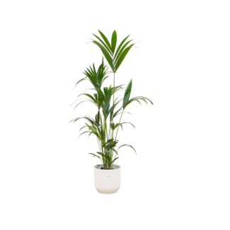 Grüne Kentia-Palme, 160cm - Ø30, inklusive weißem elho Vibes Fold Round Topf