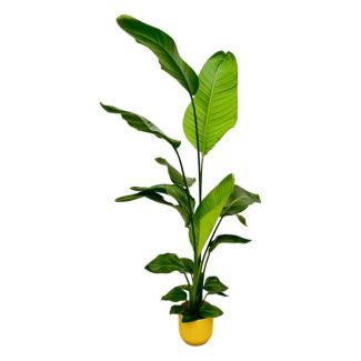 Weiße Paradiesvogelblume in Elho Vibes Fold Round Farbe Gelb, Tropische Grüne Pflanze, Strelitzia Nicolai, Ø18cm - ↕130cm