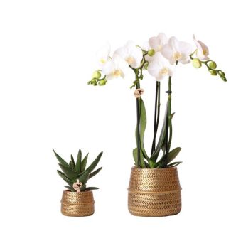 Geschenk-Tipp! Pflanzen-Set Groove Gold, Weiße Orchidee Amabilis Ø9cm, Grüne Sukkulente Ø6cm, Keramiktopf Gold