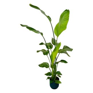 Weiße Paradiesvogelblume in Elho Vibes Fold Round Farbe Blau, Tropische Grüne Pflanze, Strelitzia Nicolai, Ø18cm - ↕130cm