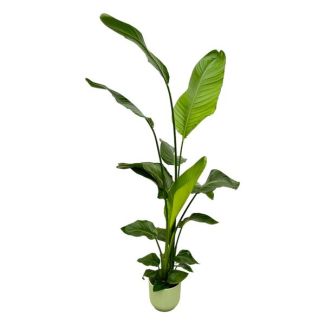 Weiße Paradiesvogelblume in Elho Vibes Fold Round Farbe Grün, Tropische Grüne Pflanze, Strelitzia Nicolai, Ø18cm - ↕130cm