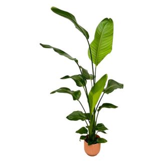Weiße Paradiesvogelblume in Elho Vibes Fold Round Farbe Rosa, Tropische Grüne Pflanze, Strelitzia Nicolai, Ø18cm - ↕130cm