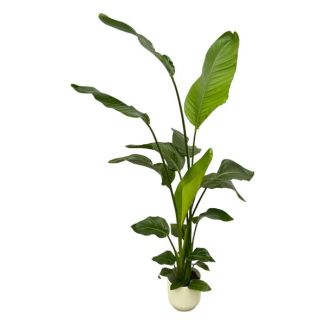 Weiße Paradiesvogelblume in Elho Vibes Fold Round Farbe Weiß, Tropische Grüne Pflanze, Strelitzia Nicolai, Ø18cm - ↕130cm