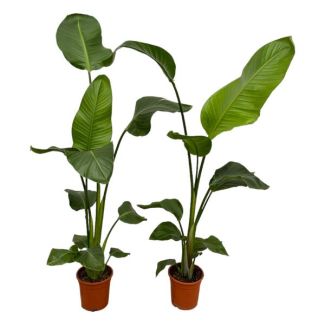 2x Paradiesvogelblume Nicolai - 100 cm - Ø17