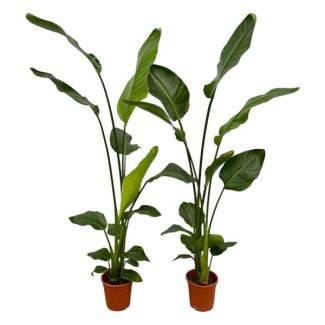 2 Paradiesvogelblumen Pflanzen - 2 Zimmerpflanzen - 130 cm - Ø17