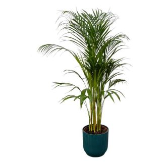 Areca-Palme - ↨110cm - Ø21cm inklusive elho Vibes Fold Round blau D22xH20