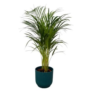 Areca-Palme - ↨85cm - Ø19cm inklusive elho Vibes Fold Round blau D22xH20
