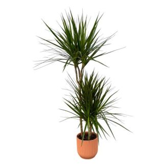 Dracaena Marginata - ↨120cm - Ø21cm inklusive elho Vibes Fold Round rosa D22xH20