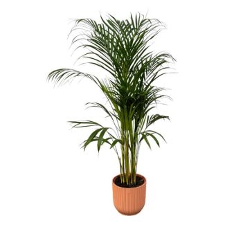 Areca-Palme - ↨110cm - Ø21cm inklusive elho Vibes Fold Round rosa D22xH20