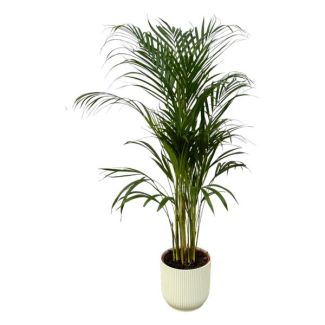Areca-Palme - ↨110cm - Ø21cm inklusive elho Vibes Fold Round weiß D22xH20