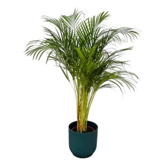 Areca-Palme - ↨130cm - Ø24cm inklusive elho Vibes Fold Round blau D30xH27