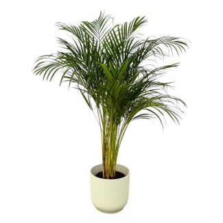 Areca-Palme - ↨130cm - Ø24cm inklusive elho Vibes Fold Round weiß D30xH27