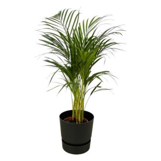 Areca-Palme - ↨85cm - Ø19cm inklusive elho Greenville Round schwarz D24xH23