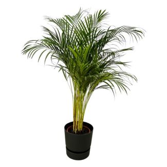 Areca-Palme - ↨130cm - Ø24cm inklusive elho Greenville Round schwarz D30xH28