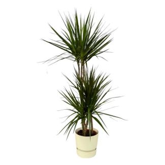 Elegante Drachenbaum und weiße Blumentopf, ↨120cm