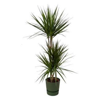 Drachenbaum Dracaena Marginata ↨120cm - Ø21cm, inklusive grüner Topf