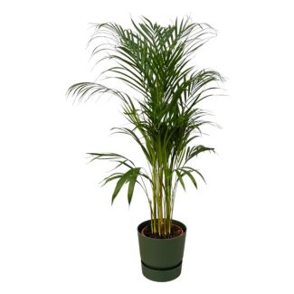 110 cm hohe Zimmerpflanze Areca-Palme Ø21 cm, inklusive elho Greenville Round grün D24xH23