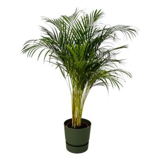 Goldpalme in grüner Topf, Zimmerpflanze Areca-Palme ↨130cm, Ø24cm, inklusive elho Greenville Round