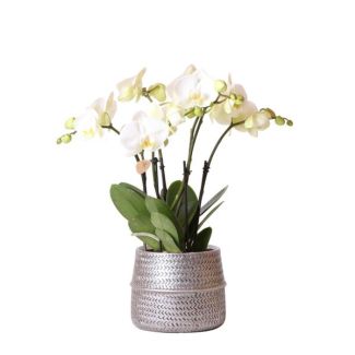Schöne Rosen-Schmetterlingsorchidee Gent Ø12cm, in silbernem Topf, blühende Zimmerpflanze