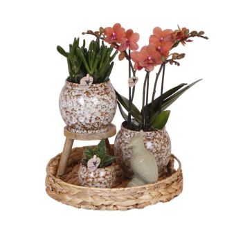 Geschenk-Tipp! Zimmerpflanzen-Set, Eine Rote Phalaenopsis-Orchidee + Sukkulenten inkl. Keramische Zierübertöpfe