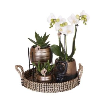 Geschenk-Tipp! Zimmerpflanzen-Set, kupferfarbene Zier-Töpfe mit Phalaenopsis-Orchidee + verschiedene Sukkulenten, auf einem runden Tablett.