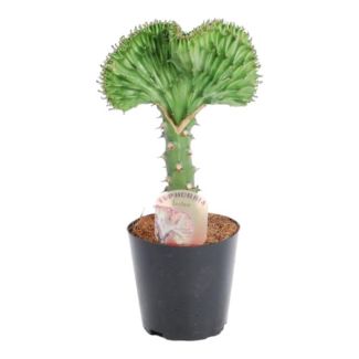 30 cm hohe Euphorbia lactea Cristata, Grüner Korallen-Kaktus, ø10,5