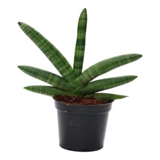 Dunkelgrüne und luftreinigende Zimmerpflanze Sansevieria Skyline, 25 cm hohe Schwiegermutterzunge, ø10,5