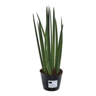 Schwiegermutterzunge für drinnen (Sansevieria cylindrica 'Bacularis' / Mikado), 38 cm Höhe, ø10,5