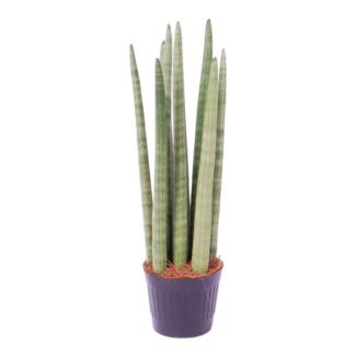 Auffällige Schwiegermutterzunge für das Zimmer, Sansevieria cylindrica 'Spaghetti', 40 cm hoch, ø10,5