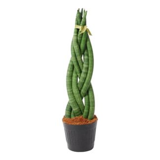 Sansevieria cylindrica, 40 cm hoch, ø10,5