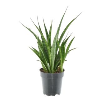 Grüne Schwiegermutterzunge für drinnen (Zimmerpflanze Sansevieria kirkii 'Friends'), 38 cm hoch, ø12