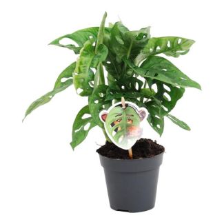 Grüne Zimmerpflanze mit einzigartigen Blättern (Monstera obliqua 'Monkey Leaf'), 25 cm hoch, ø12