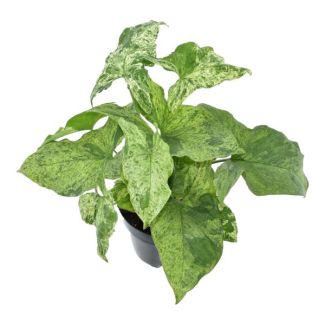 Einfacher Zimmerpflanze Syngonium Mottled mit hellgrünen Blättern, 25 cm hoch, ø12
