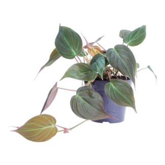 Grüne kleine Zimmerpflanze Philodendron scandens 'Micans', 25 cm hoch, ø12