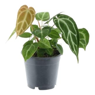 35 cm hohe Anthurium Chrystallium für das Zimmer, ø12