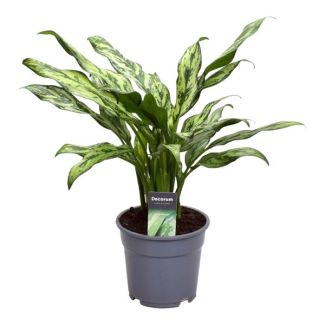Aglaonema Juliette, Zimmerpflanze mit wenig Pflege, 40 cm hoch, ø12 (27793)