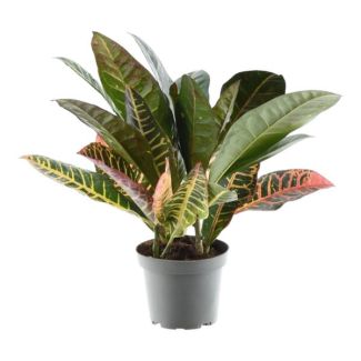 Auffälliger Kroton für das Zimmer (Codiaeum variegatum 'Petra'), 30 cm hoch, ø12