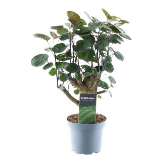 Dunkelgrüne Zimmerpflanze Polyscias Fabian, 45 cm hoch, ø12