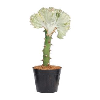 Weißer Koraalcactus (Euphorbia lactea Cristata weiß) für drinnen, ø10,5, 30 cm hoch