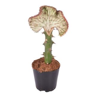 Einzigartige Zimmerpflanze Korallen-Kaktus rot (Euphorbia lactea Cristata), 30 cm hoch, ø10,5