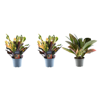 Kreuzblättrige Wunderpflanze-Variationen Set von 3 Zimmerpflanzen, ca. 30 cm hoch, ø12